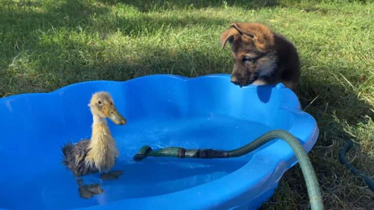german shepherd puppy meets duckling