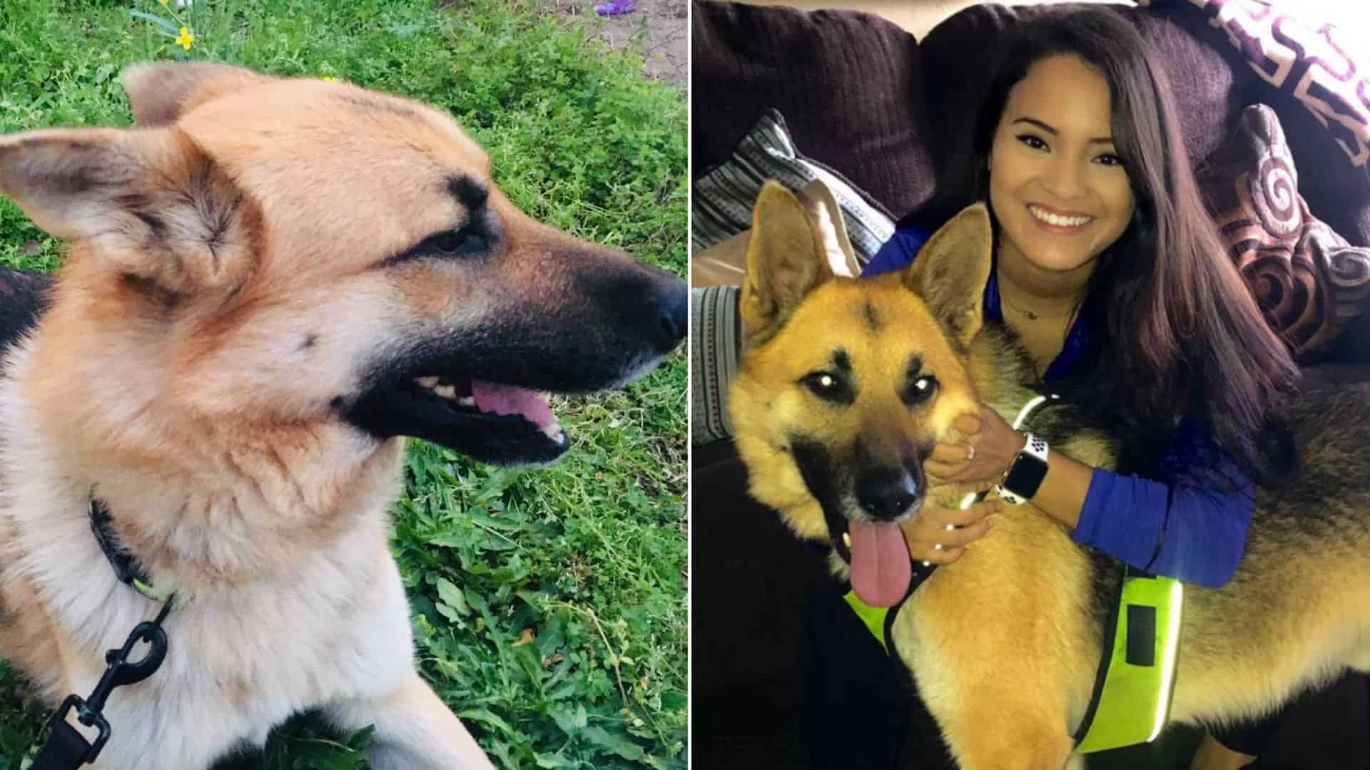 german shepherd releaseed from a shelter