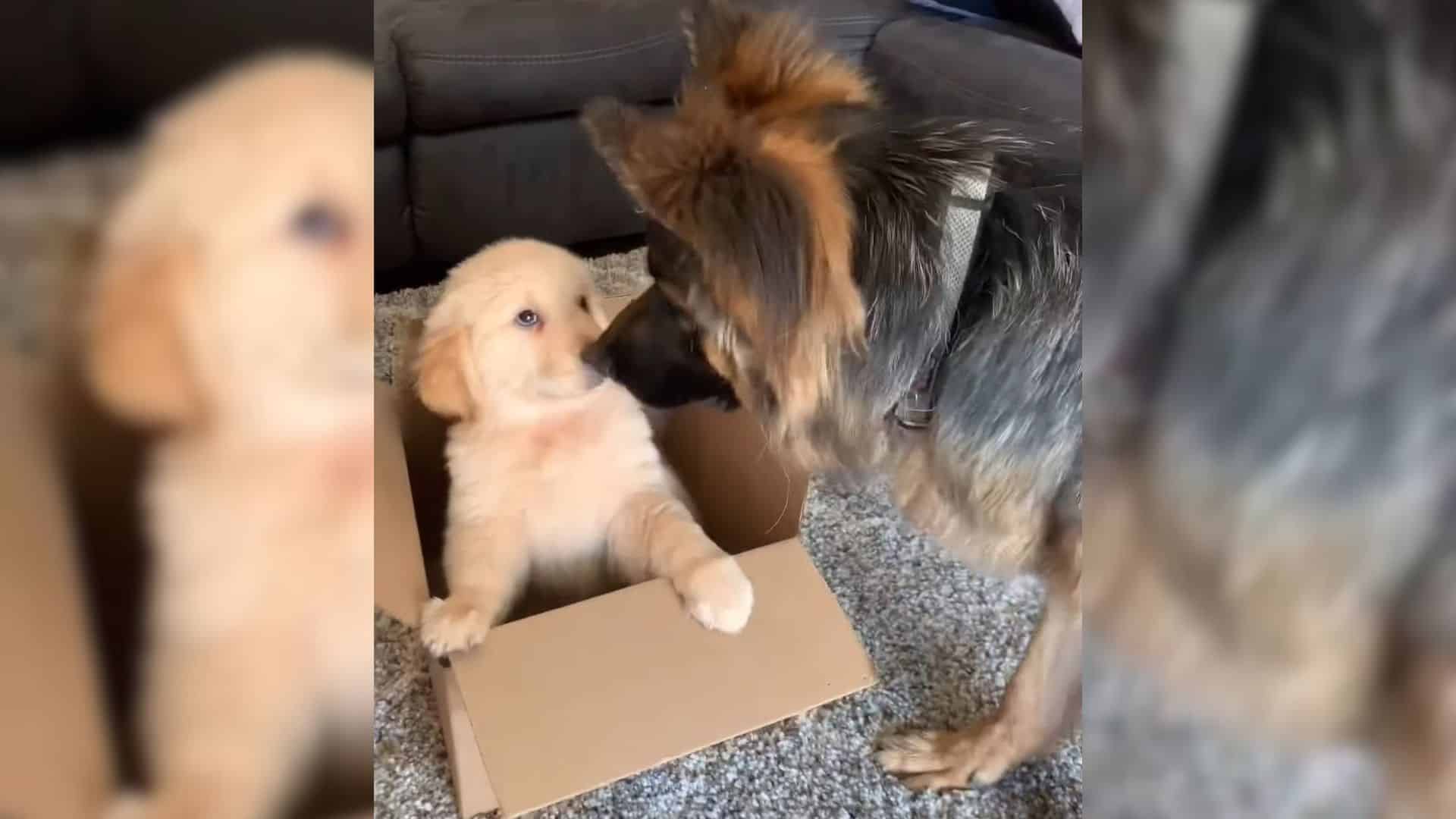 german shepherd dog and golden retriever puppy