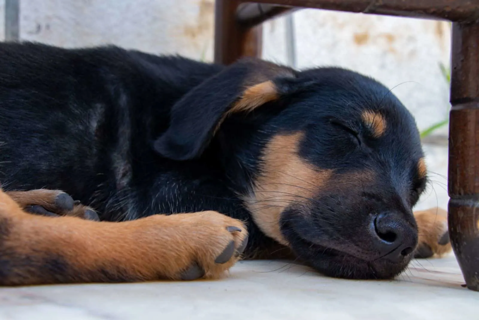 German shepherd puppy is sleeping
