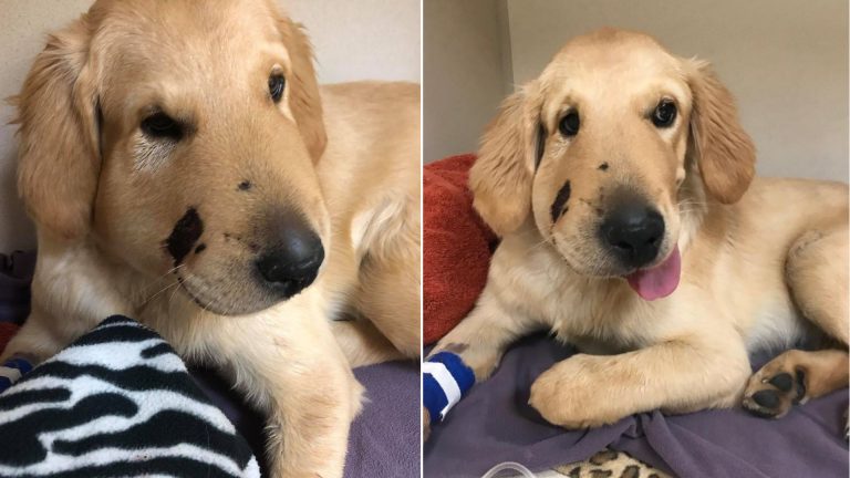 injured golden retriever