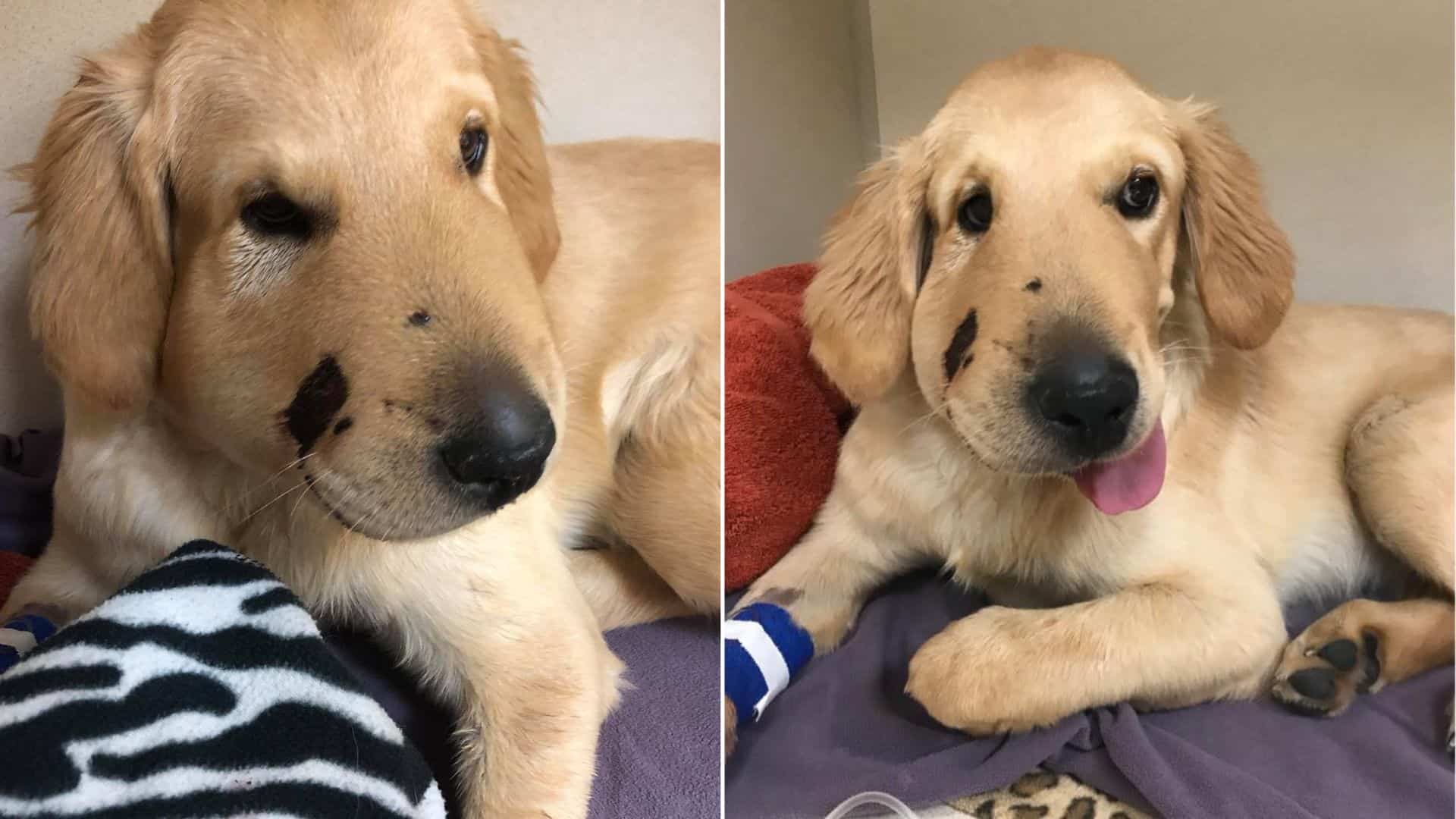 injured golden retriever
