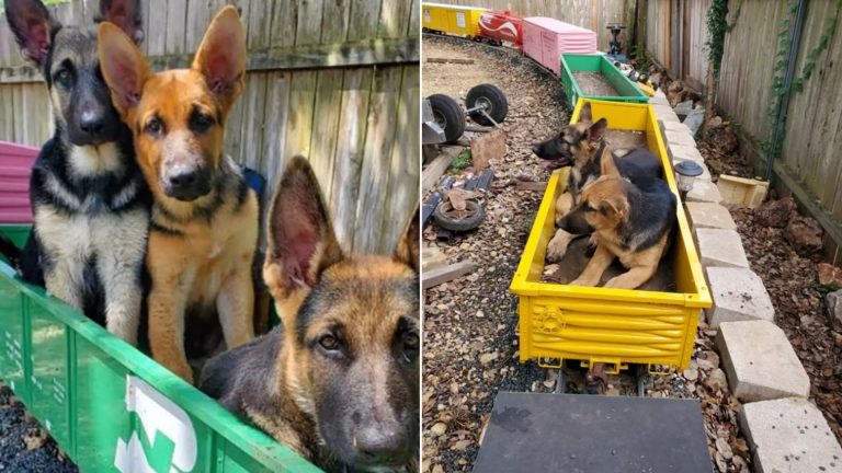 german shepherds enjoy driving