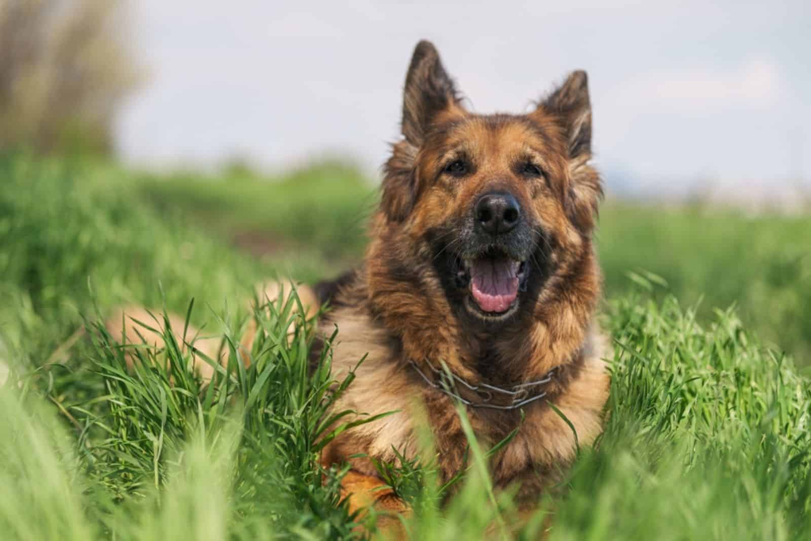 Happy smiling German Shepherd dog lying in the meadow