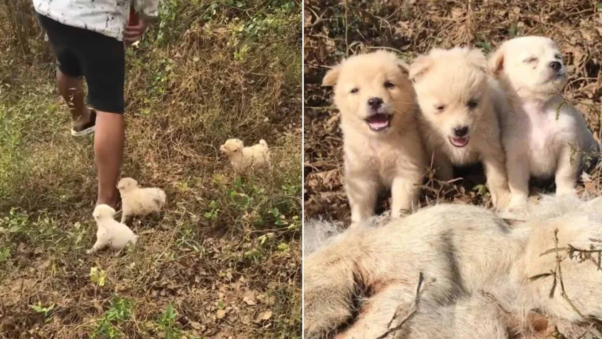 puppies next to their mother's body in the woods