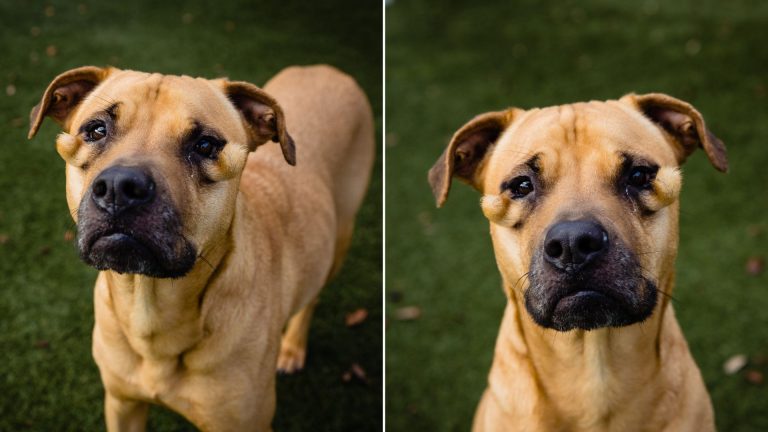 dutchess the shelter dog