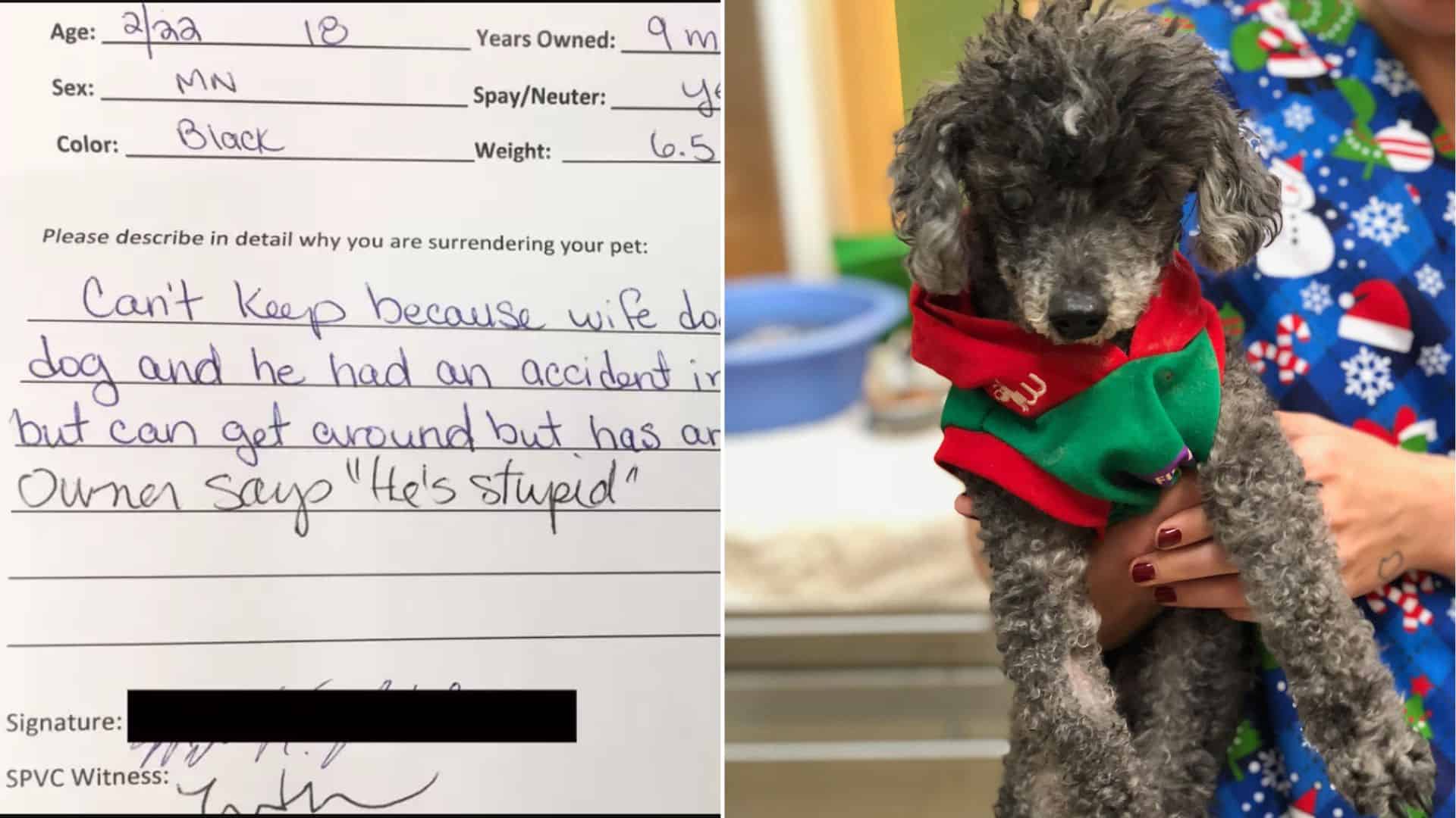 Shelter Staff Couldn’t Believe When An Owner Surrendered His Dog Because “He Is Stupid”