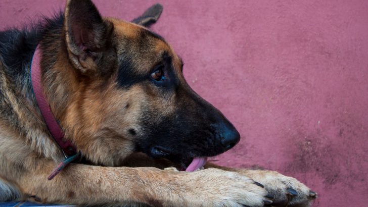 Help, My German Shepherd Has Diarrhea, But He’s Acting Fine!