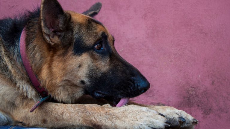 german shepherd dog