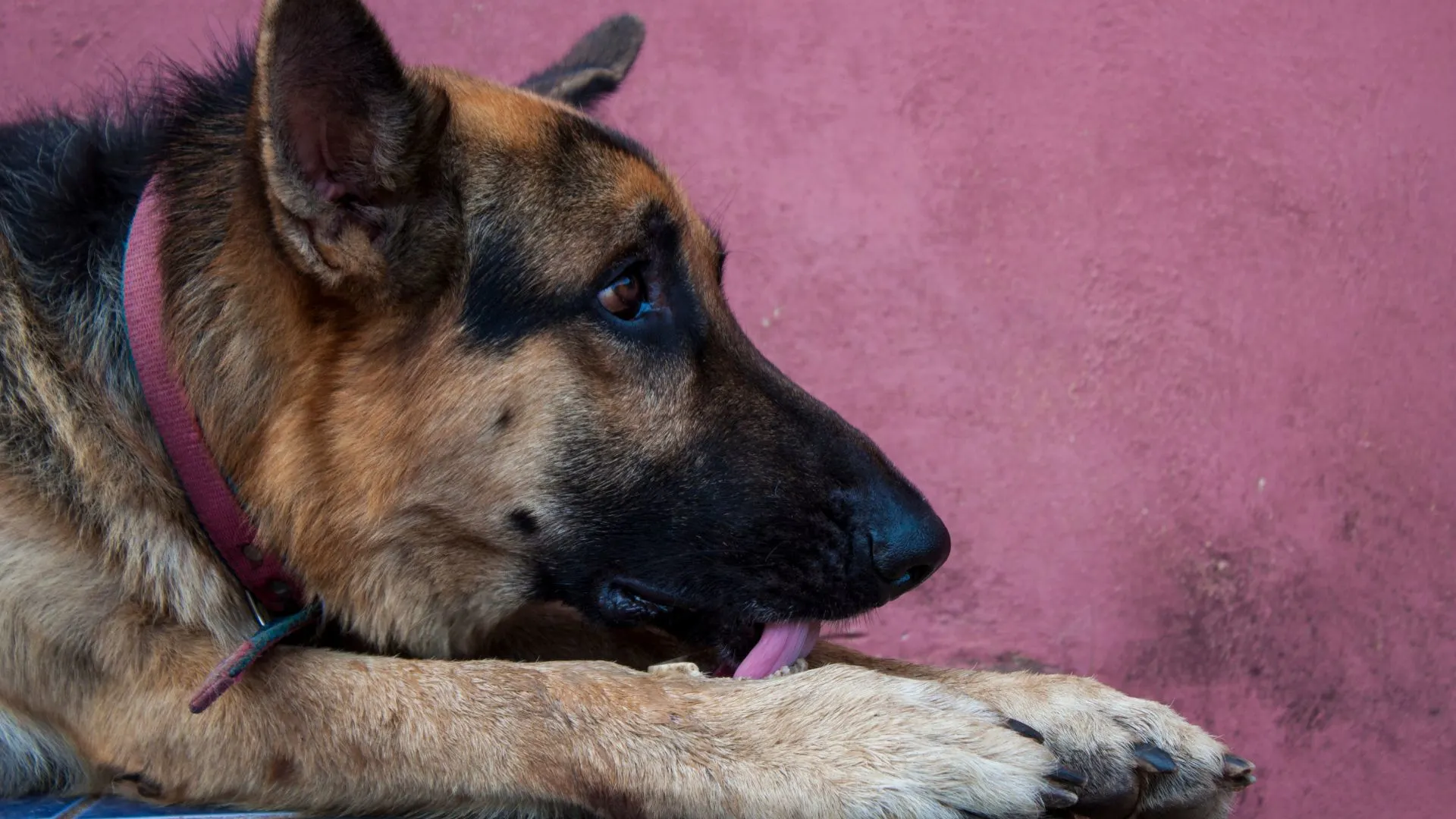 german shepherd dog
