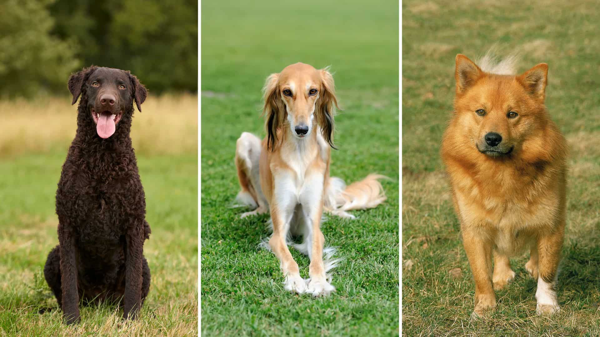 7 Dog Breeds That Are Underrated Or Not Talked About Enough