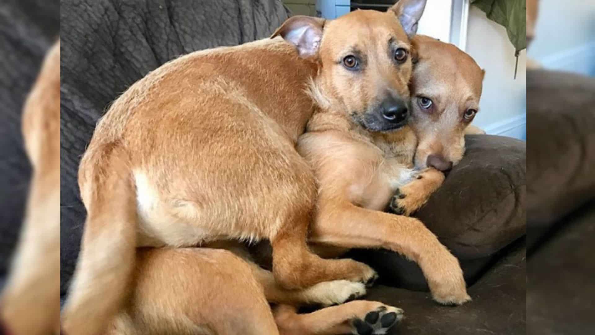 dogs hugging on the couch