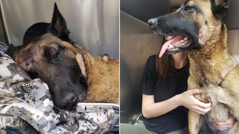 Belgian Malinois sacrificed his life to save his owner