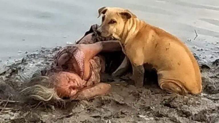 a homeless dog protects a girl lying by the river
