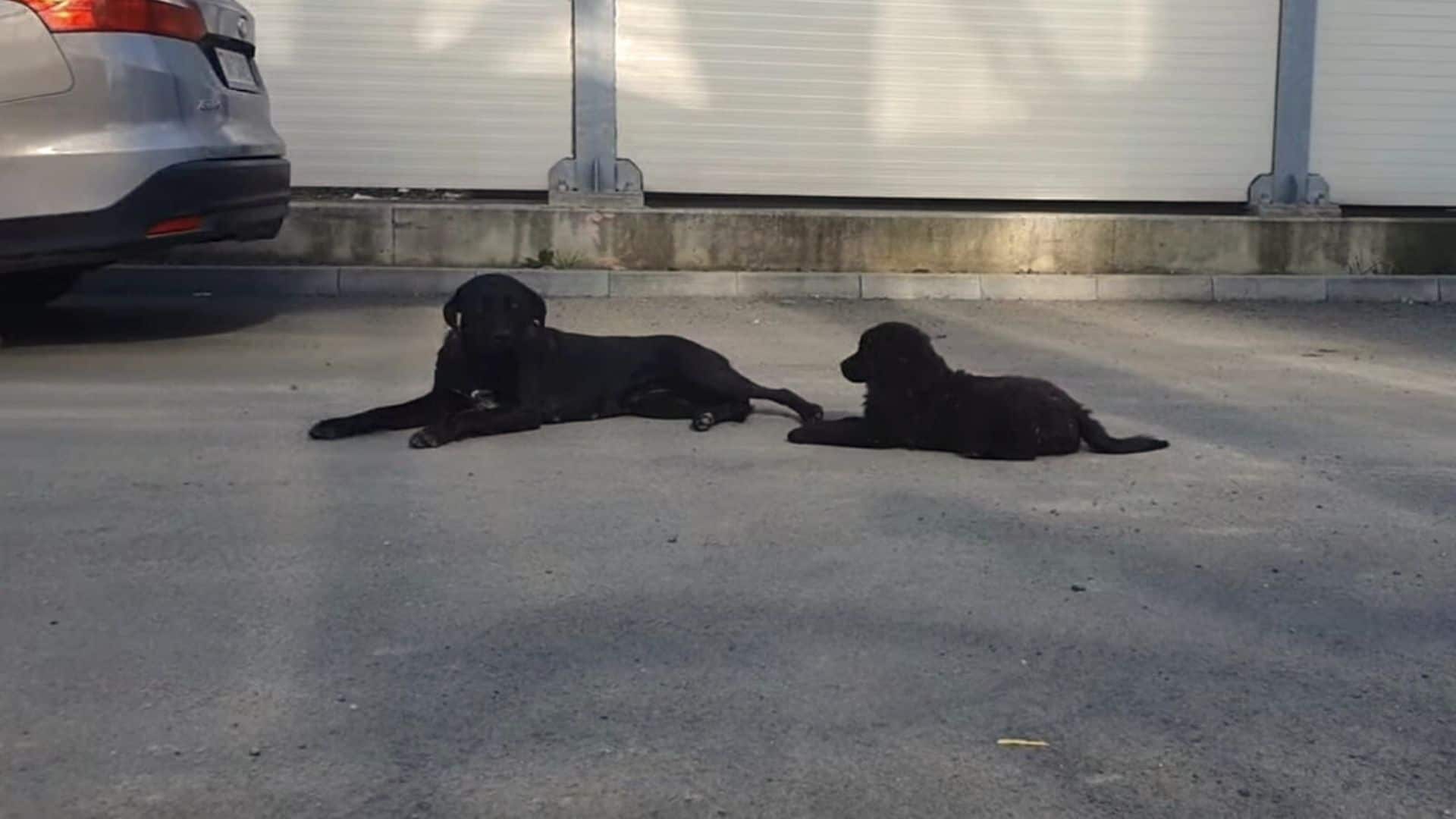 dog mommy and her pup