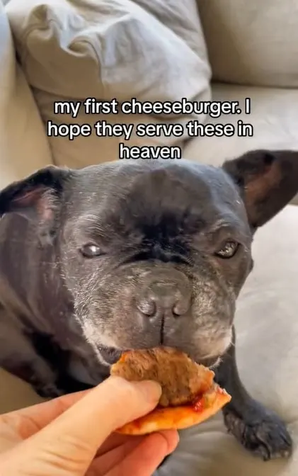 Indy comiendo su última hamburguesa con queso