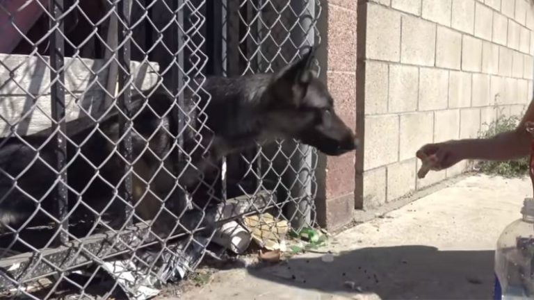 german shepherd dog in a cage