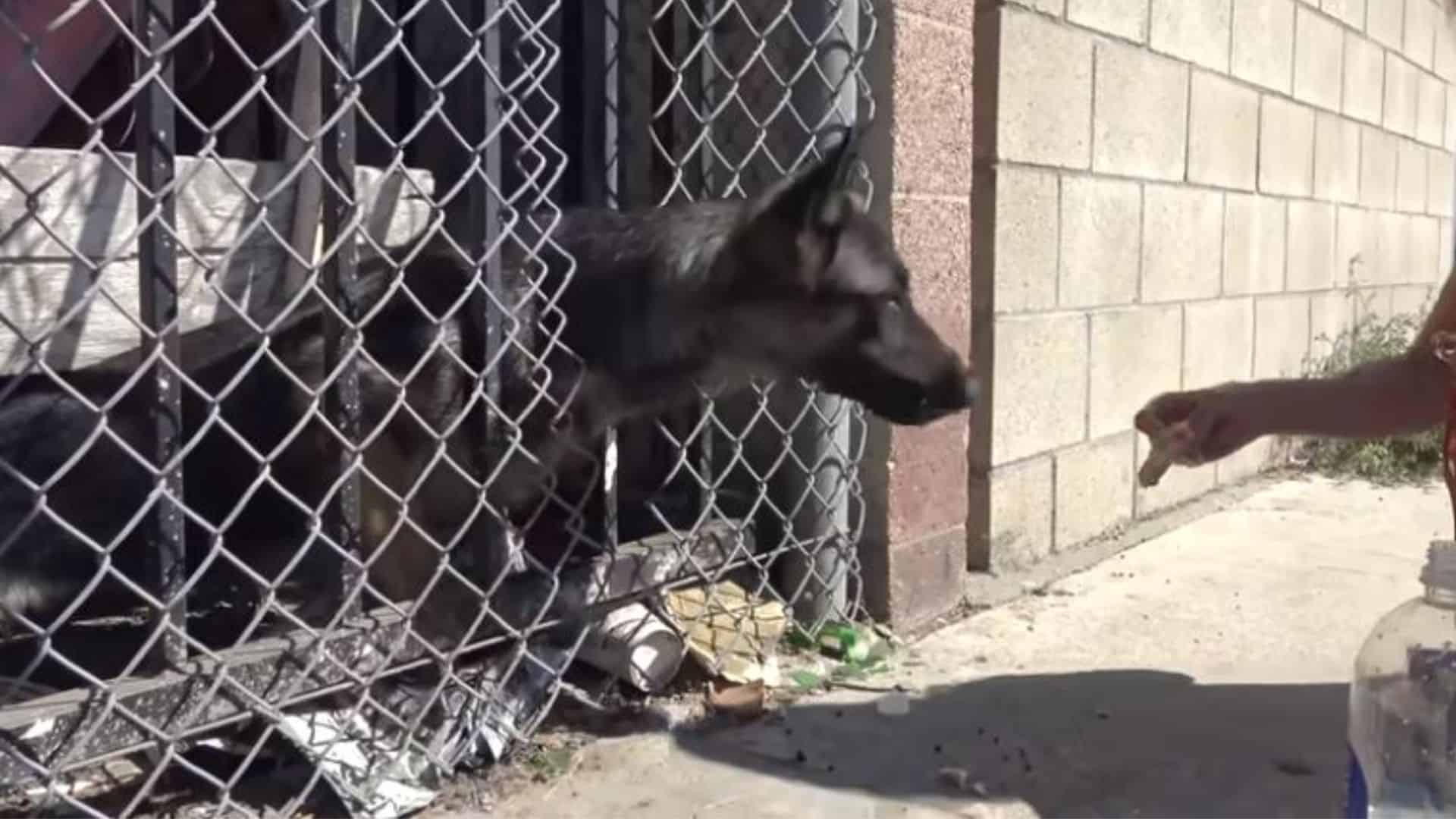 german shepherd dog in a cage