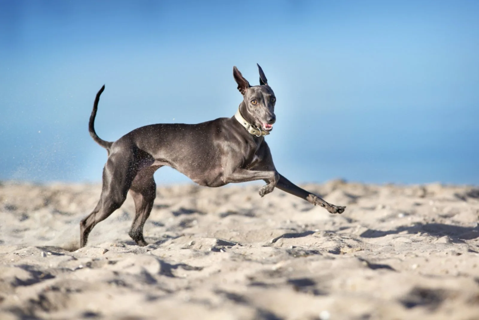 Italian greuhound run on river shore on sand