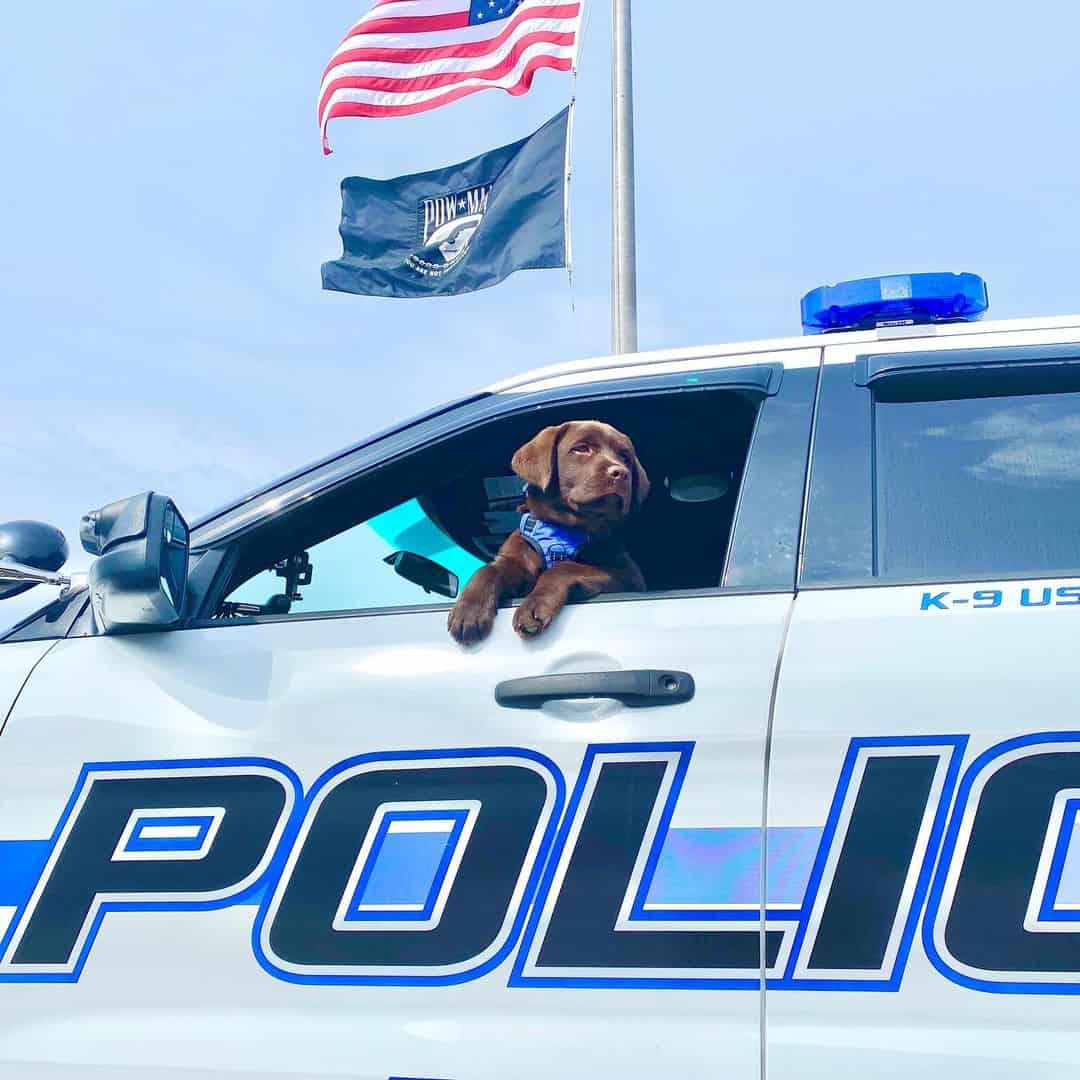 K-9 dog enjoys car rides