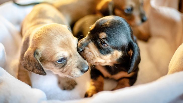 Littermate Syndrome And Hidden Challenges Of Raising Sibling Puppies