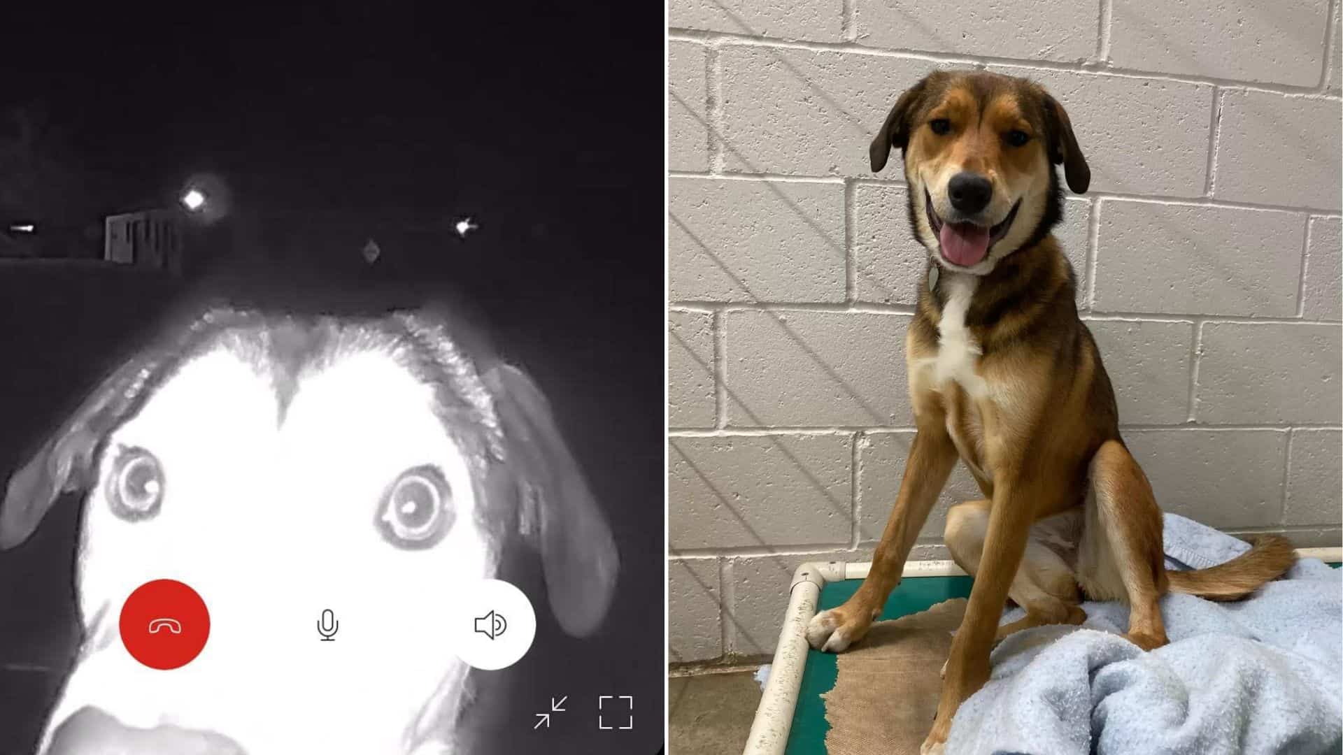 lost dog finds way back to former shelter