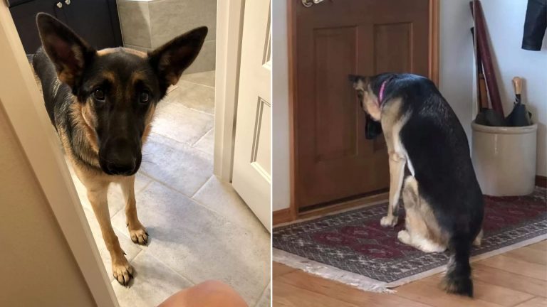 german shepherd dog waiting his owner on the doorway