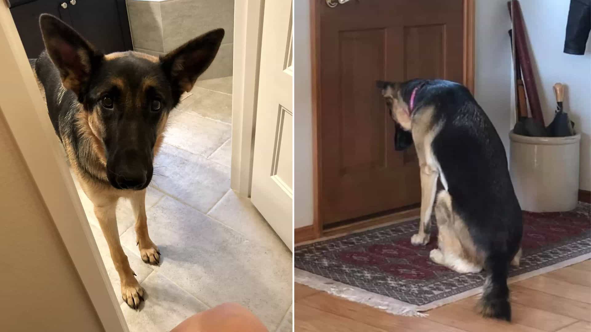 GSD Girl Leia Waited Patiently By The Door For Her Dad To Return From The Hospital