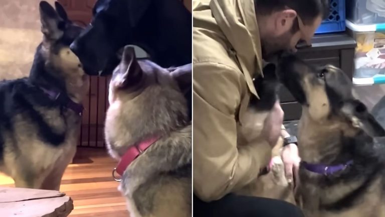 man and his two german shepherd dogs