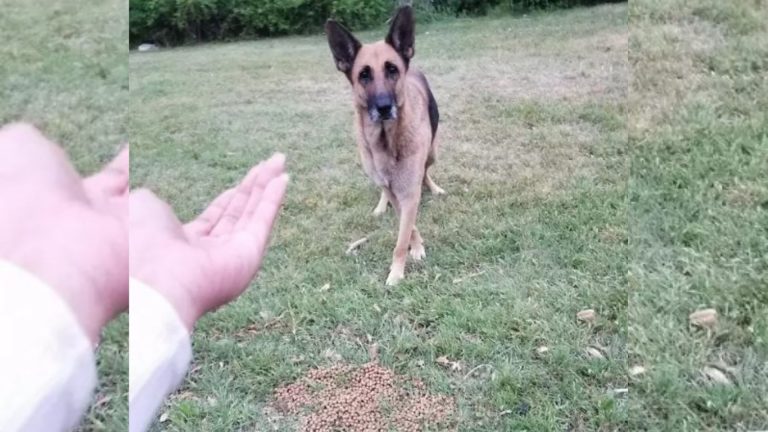 german shepherd dog