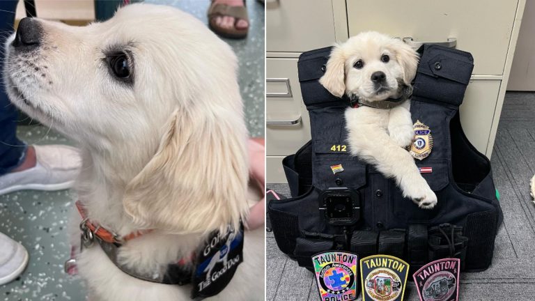 police departments dog