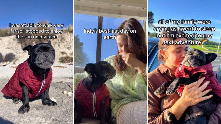 mom gives her frenchie the best last day