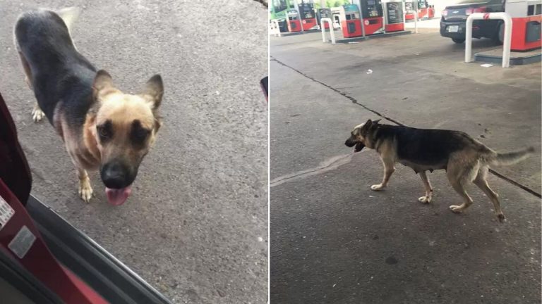 a dog thrown out at a gas station