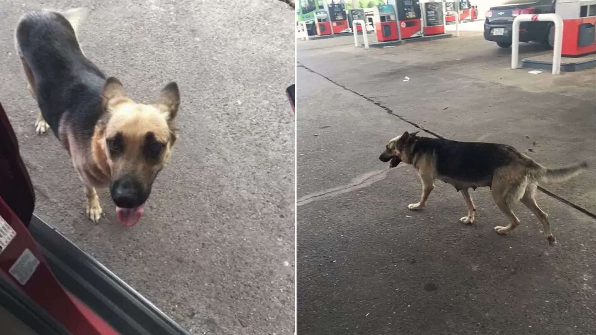 Heartbroken Dog Mom Dumped At The Gas Station Begs People For Help
