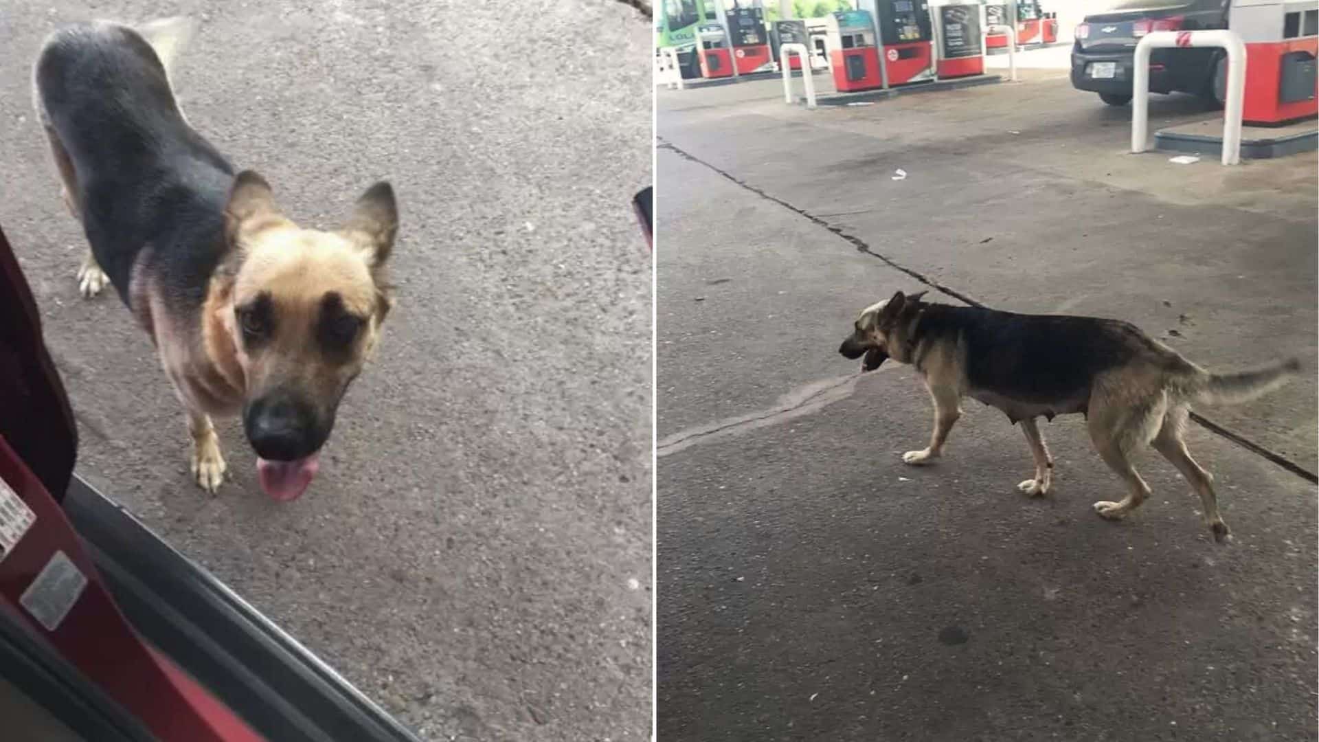 a dog thrown out at a gas station