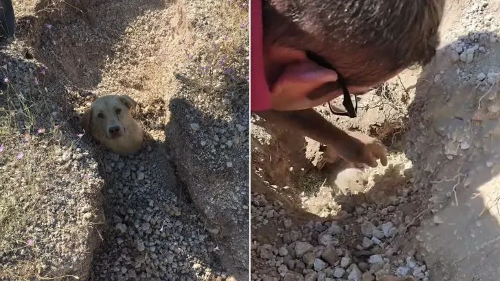 Giant-Hearted Vet Saves Dog Mom And Her Puppies Who Were Buried Underground
