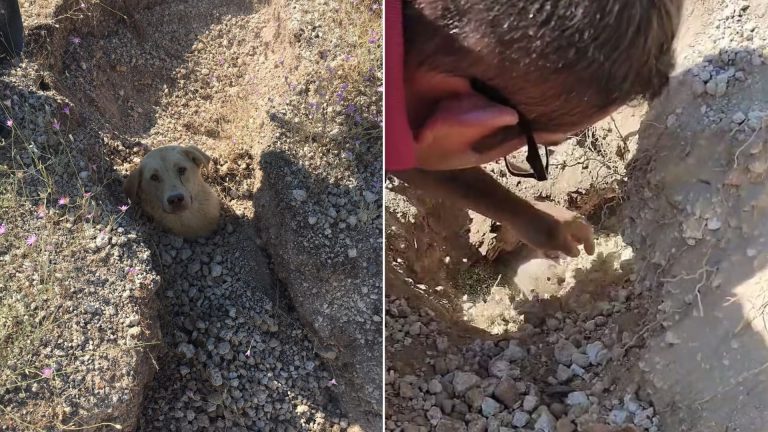 a man rescues a buried dog