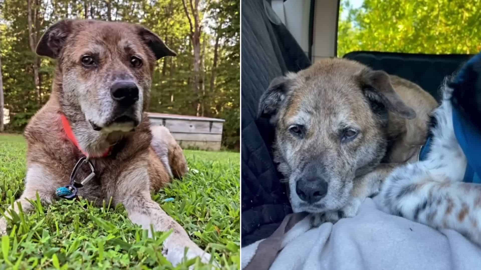 dog looking sad