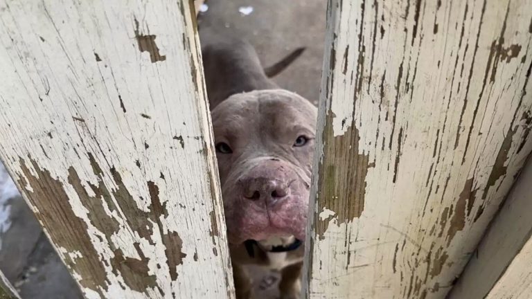 stray dog looking through the gate