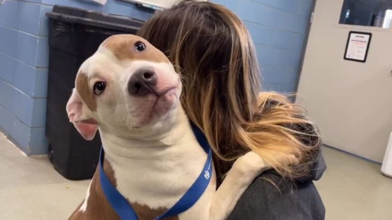 owner faces consequences after abandoning dog at the airport
