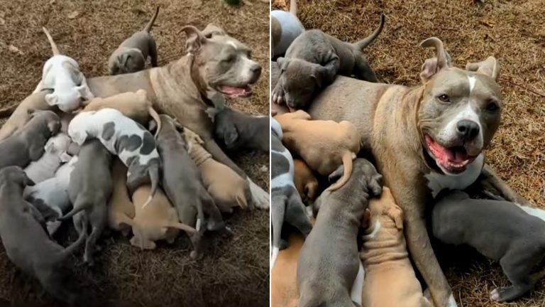 pitbull mother and her puppies