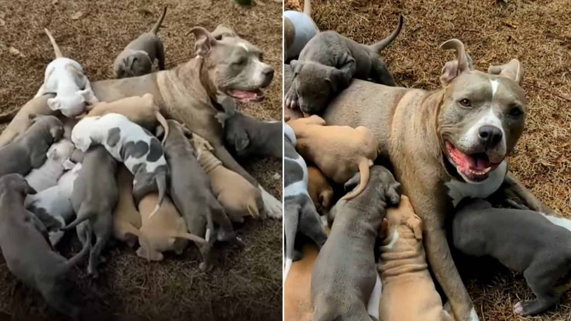 pitbull mother and her puppies