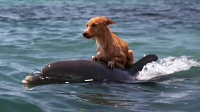 dog on the dolphin