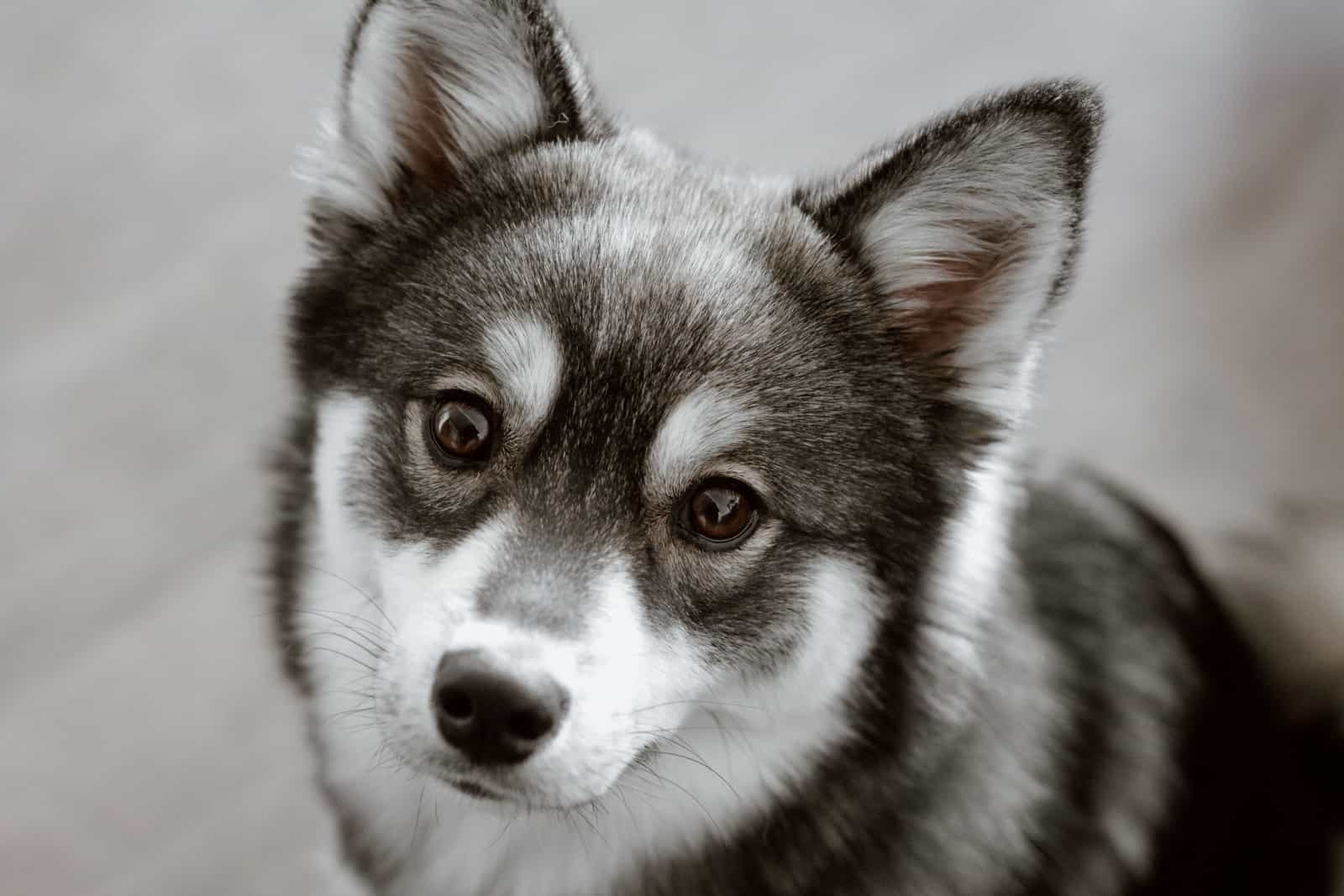 Pomsky Husky Pomeranian Puppy Dog