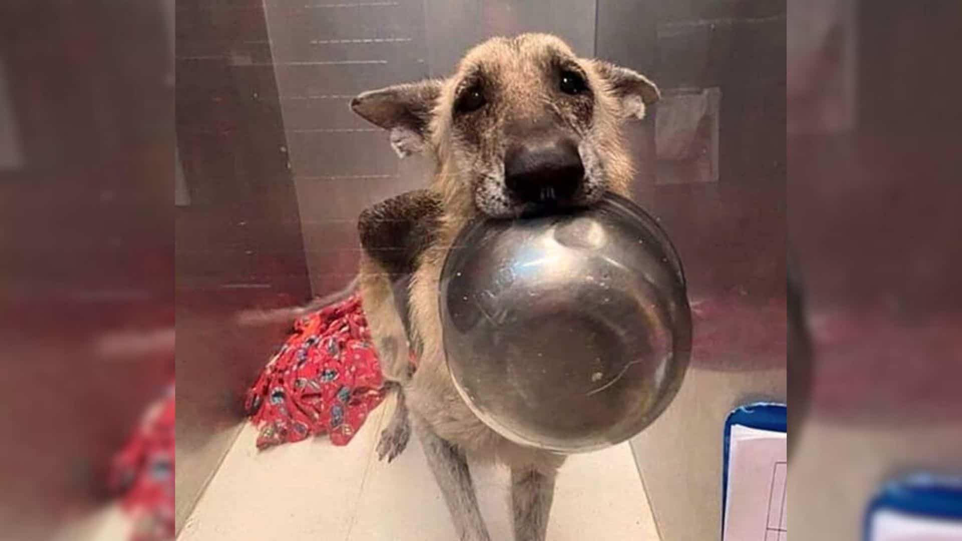 poor shelter pup holds her food bowl