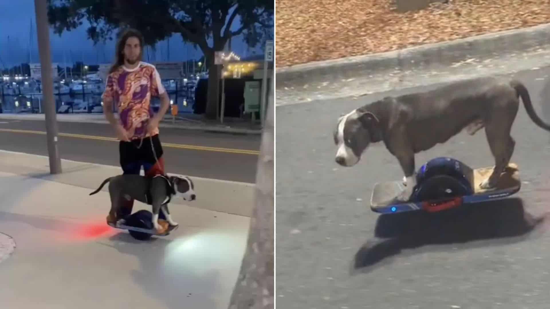 the dog as a superstar