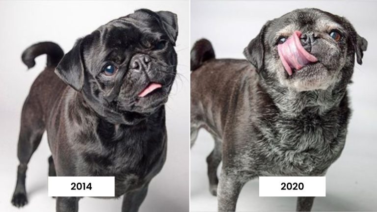 dog through years