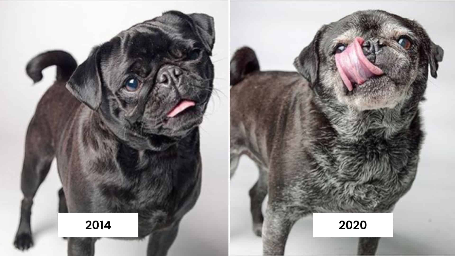 dog through years