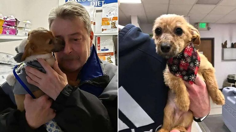 puppy thrown off a bridge reunites with his savior