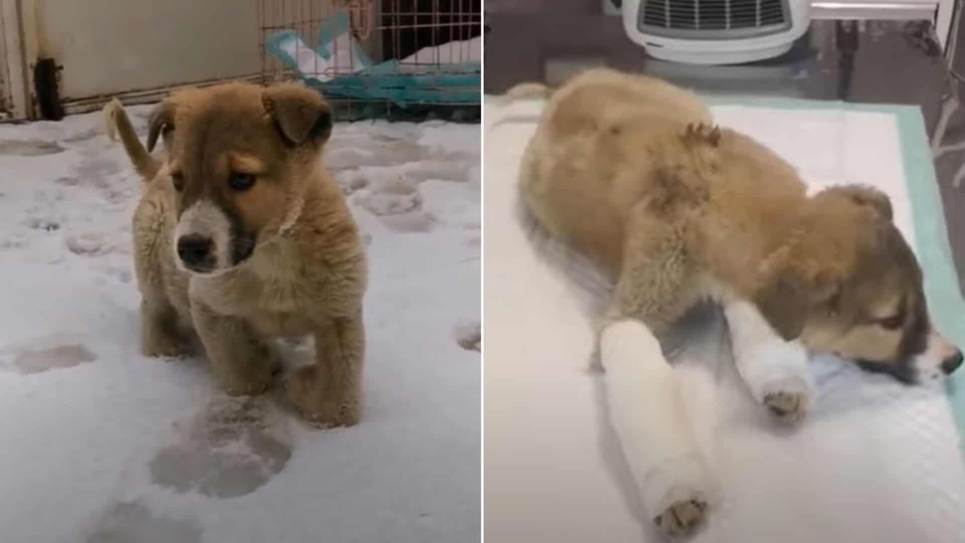puppy with crippled legs